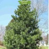 Саженцы кедра Корейский 100-150 см - 5 шт.: фото и описание