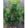 Саженцы кедра Сибирский 60-100 см - 5 шт.: фото и описание