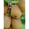 Саженцы киви Матуа (Matua) - 5 шт.: фото и описание