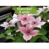 Саженцы клематиса Пинк Фэнтези (Pink Fantasy) - 5 шт.: фото и описание