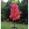 Саженцы клёна Краснолистный (40-60 см) - 5 шт.: фото и описание