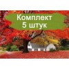 Саженцы клёна краснолистый до 2 метров - 5 шт.: фото и описание