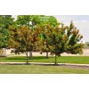 Саженцы клёна Татарский (60-100 см) - 5 шт.: фото и описание