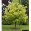 Саженцы клёна Ясенелистный (60-100 см) - 5 шт.: фото и описание