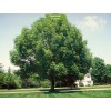 Саженцы клёна Ясенелистный (от 150 см) - 5 шт.: фото и описание