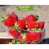 Саженцы клубники Джоли (Средняя) - 5 шт.: фото и описание