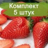 Саженцы клубники Королева Элиза (Ранняя) - 5 шт.: фото и описание