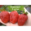 Саженцы клубники Крапо 10 - 5 шт.: фото и описание