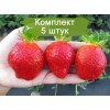 Саженцы ремонтантной клубники Маджестик (Ранняя) - 5 шт.: фото и описание