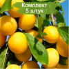 Саженцы поздней желтой сливы колоновидной Мирабелла (Mirabelle) - 5 шт.: фото и описание