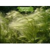 Саженцы ковыля Перистый - 5 шт.: фото и описание