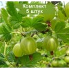 Саженцы крыжовника Юбилейный - 5 шт.: фото и описание