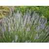 Саженцы лавандина Ричард Грей (Richard Grey) - 5 шт.: фото и описание
