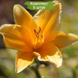 Комплект 5шт / Лилейник Атен (Aten)