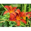 Саженцы лилейника Сэмми Расселл (Sammy Russell) - 5 шт.: фото и описание
