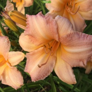 Комплект 5шт / Лилейник Чилдренс Фестиваль (Childrens Festival)