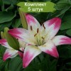 Луковицы лилии азиатской Лоллипоп (Lollypop) - 5 шт.: фото и описание