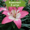 Луковицы лилии азиатской Перфект джой (Perfect Joy) - 5 шт.: фото и описание