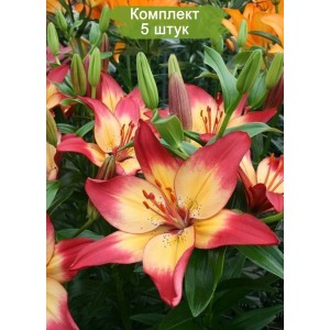 Комплект 5шт / Лилия Хартстрингс (Heartstrings) AZ