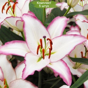 Комплект 5шт / Лилия Хотлайн (Hotline) Восточный гибрид