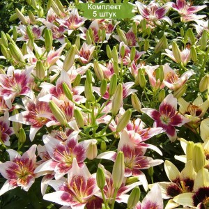 Комплект 5шт / Лилия Строберри Энд Крим (Strawberry and Cream)