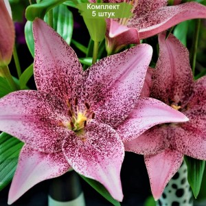 Комплект 5шт / Лилия Свит Толк (Sweet Talk)