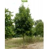 Саженцы липы Кавказская 20-40 см - 5 шт.: фото и описание