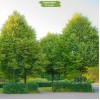 Саженцы липы Сибирская 100-150 см - 5 шт.: фото и описание