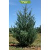 Саженцы можжевельника Виргинский от 100 см - 5 шт.: фото и описание