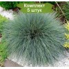 Саженцы овсяницы сизая Фестина (Festina) - 5 шт.: фото и описание