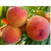 Саженцы персика Редхейвен (Redhaven) - 5 шт.: фото и описание