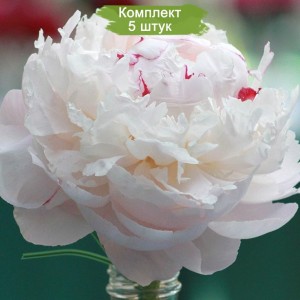 Комплект 5шт / Пион Аве Мария (Ave Maria) - Б/Р