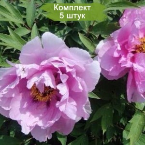 Комплект 5шт / Пион древовидный Эс Претти Аз Флауэр Энд Джейд (As pretty as flower and jade)