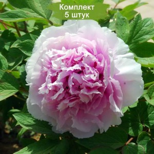 Комплект 5шт / Пион древовидный Чарминг Сайтс Афтер Рейн (Charming Sights after Rain) - Р