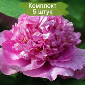 Комплект 5шт / Пион древовидный Колорфул Пэйнтинг (Colorful Painting) - Р