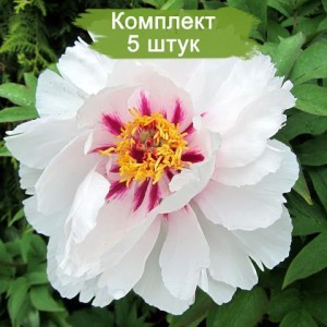 Комплект 5шт / Output: Пион древовидный Фейри Мун (Fairy Moon) - Б