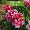 Саженцы пиона древовидный Шима Нишики (Shimanishiki) - 5 шт.: фото и описание