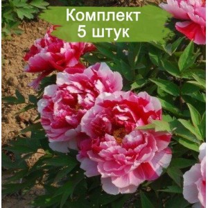 Комплект 5шт / Пион древовидный Шиманишики (Shimanishiki) - Б/К