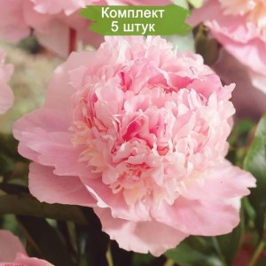 Комплект 5шт / Пион Эденс Перфьюм (Eden's perfume) - Р