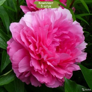 Комплект 5шт / Пион Эдвин С. Биллз (Edwin C. Bills) - Р