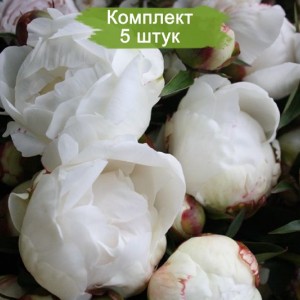 Комплект 5шт / Пион Эльза Сасс (Elsa Sass) - Б