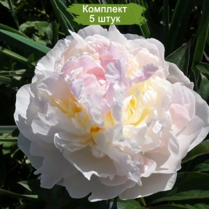 Комплект 5шт / Пион Флоренс Николс (Florence Nicholls) - Б