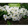 Саженцы примулы Бесстебельная белая - 5 шт.: фото и описание