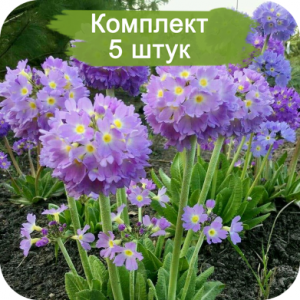 Комплект 5шт / Примула Лайлак (Lilac)