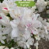 Саженцы рододендрона Гейша Вейс (Geisha Weiss) (белый) - 5 шт.: фото и описание
