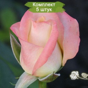 Комплект 5шт / Роза Белла Перл (Belle Perle)