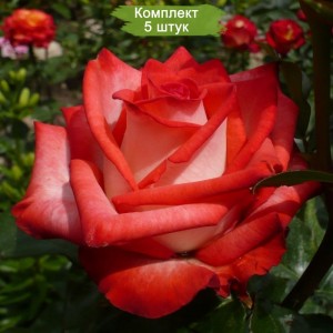 Комплект 5шт / Роза Блаш (Blush) (чайно-гибридная)