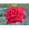 Саженцы чайно-гибридной розы Бургунд 81 (Burgund 81) - 5 шт.: фото и описание