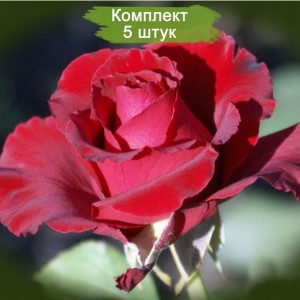 Комплект 5шт / Роза Эротика (Erotika)