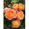 Саженцы парковой розы Леди Эмма Гамильтон (Lady Emma Hamilton) - 5 шт.: фото и описание